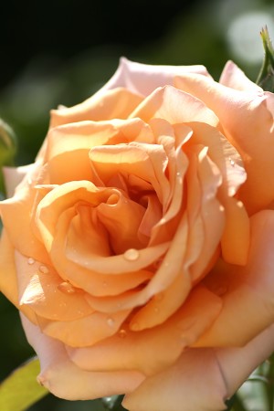 Open Orange Rose